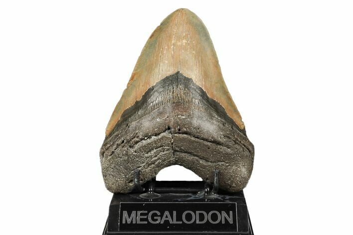 Huge, Fossil Megalodon Tooth - North Carolina #192854